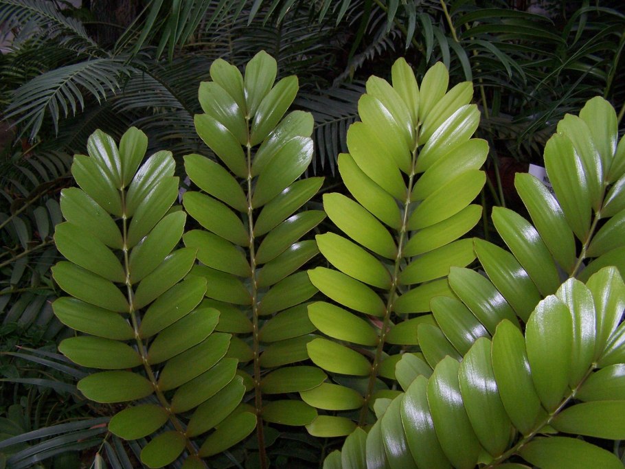 Zamia furfuracea