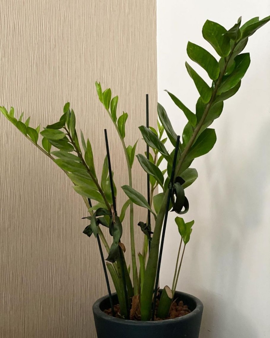 Замия Флоридская