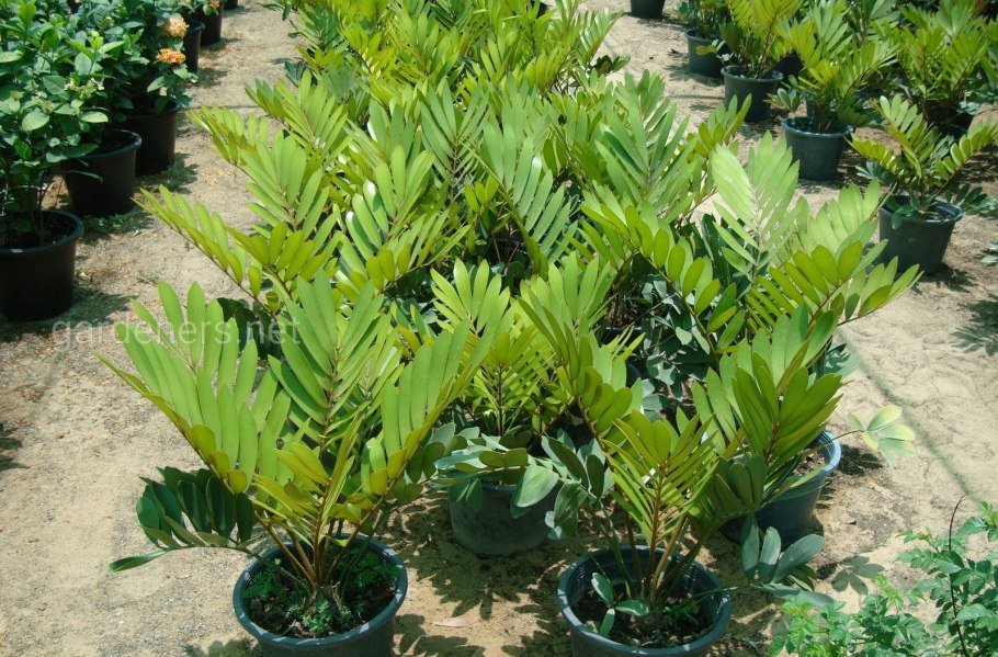 Zamia furfuracea
