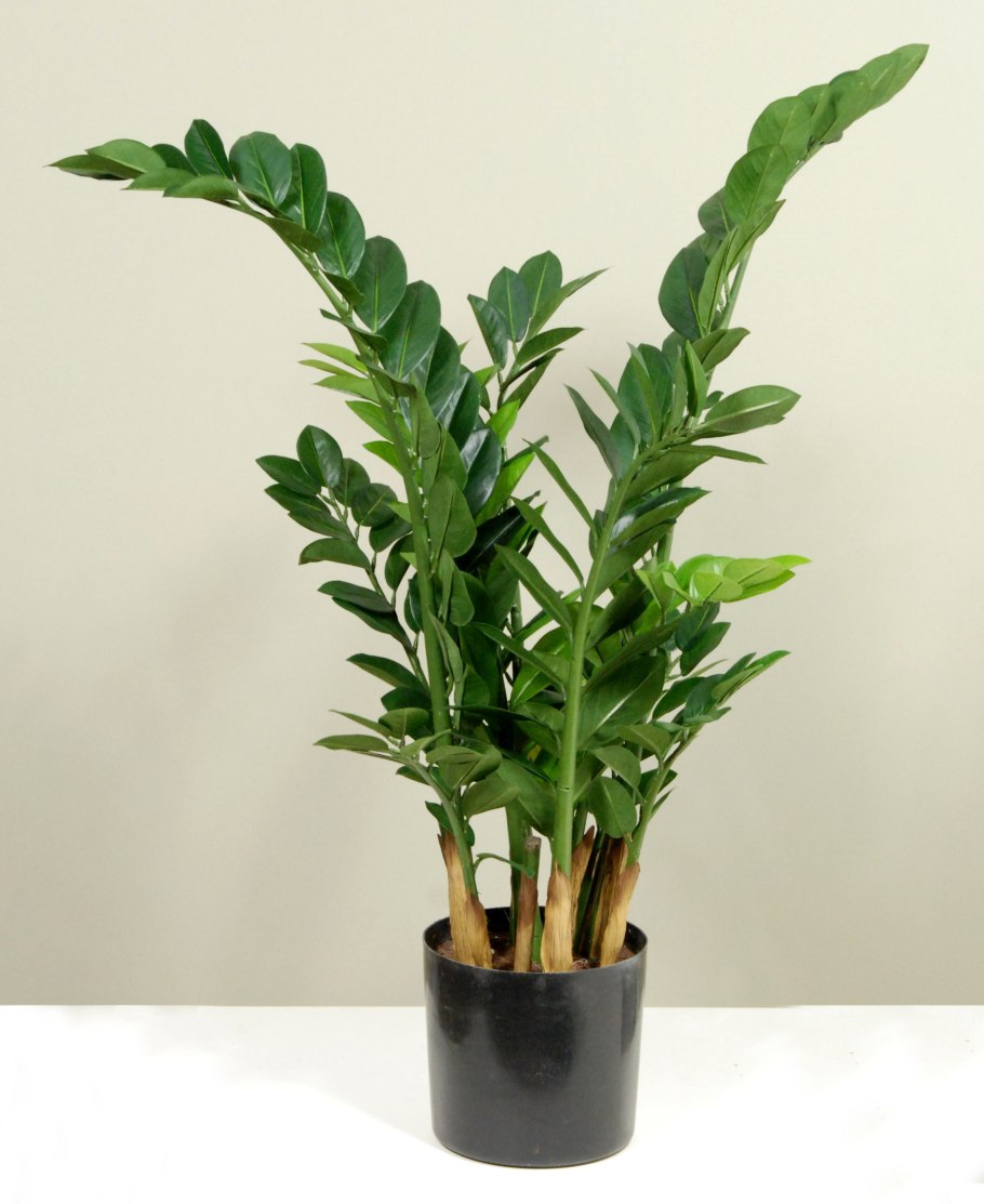 Замиокулькас Замия