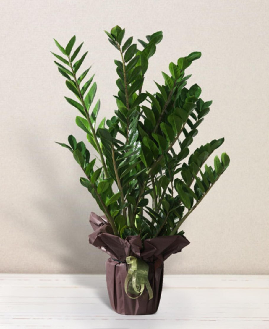 Замиокулькас Замия