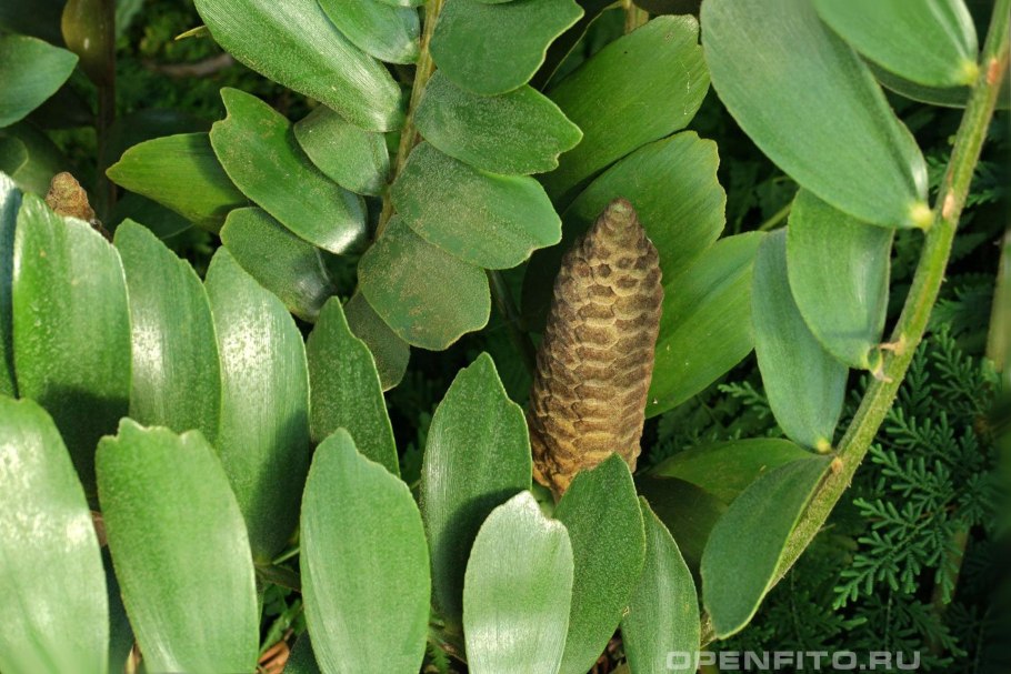 Zamia furfuracea