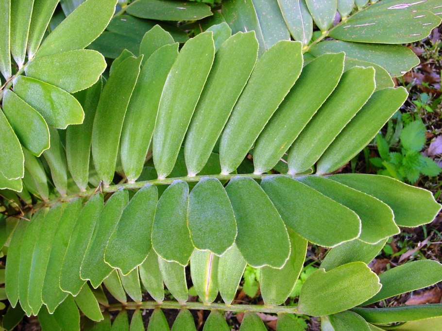 Картонная Пальма Замия