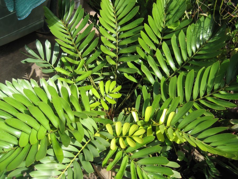 Замиокулькас Замия Суприм