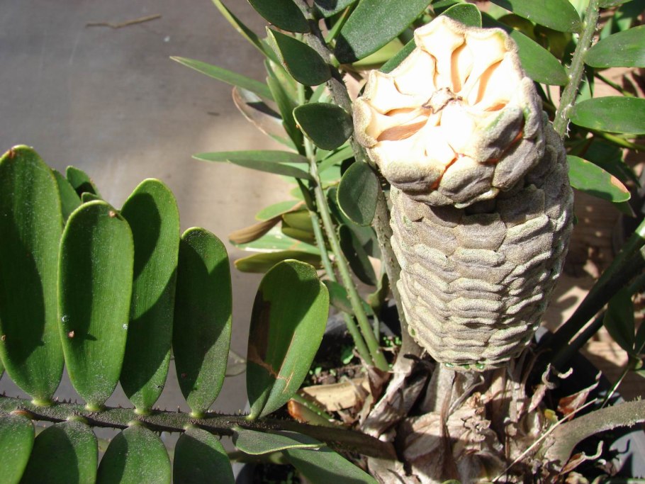 Папоротники Замия