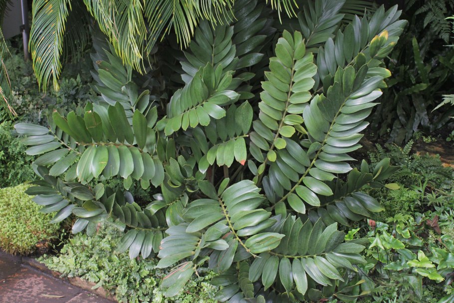 Zamia furfuracea