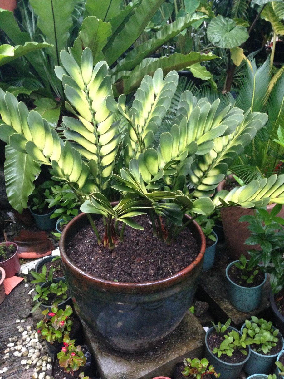 Замия шершавая