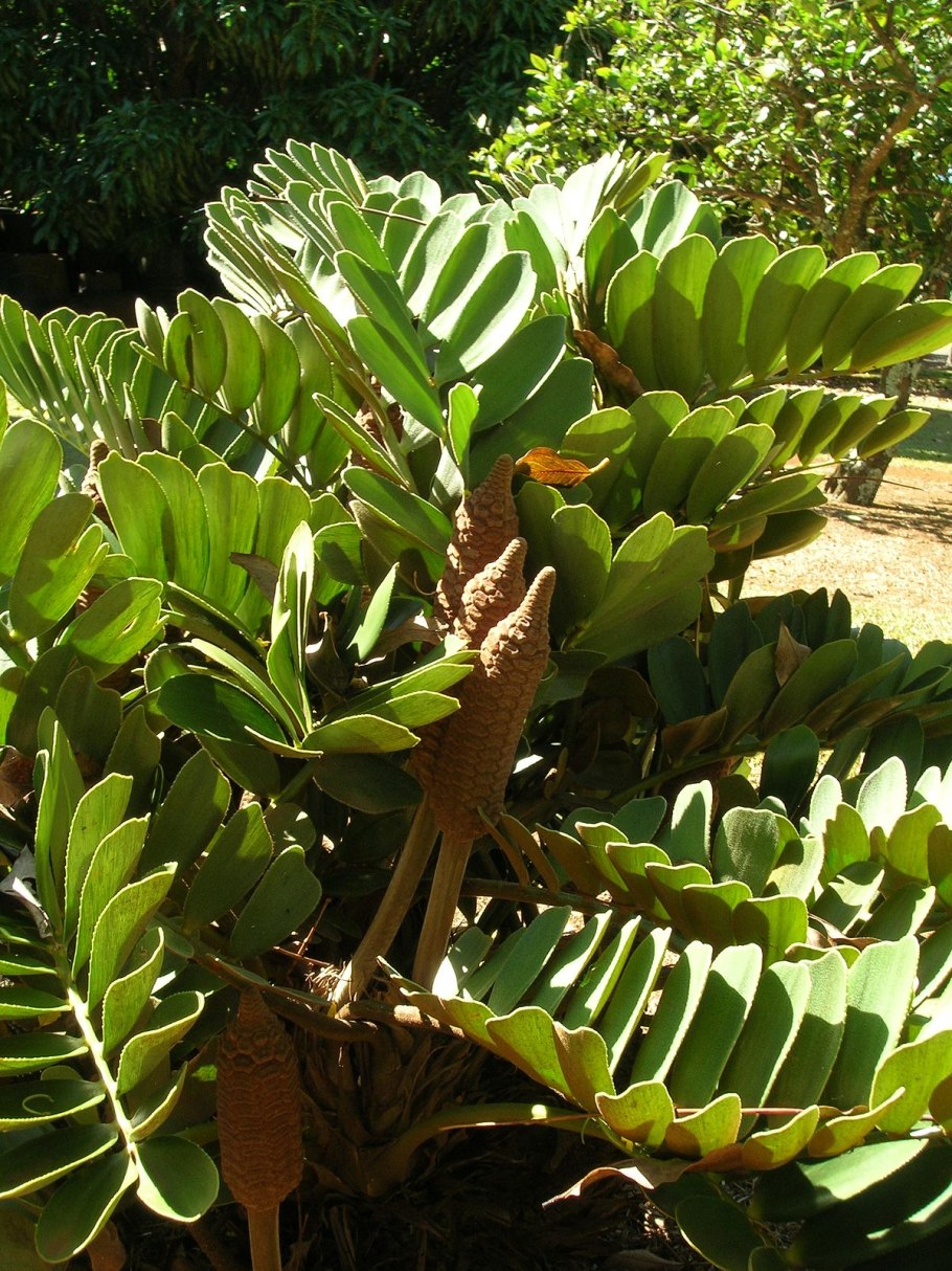 Замия припудренная Флоридская