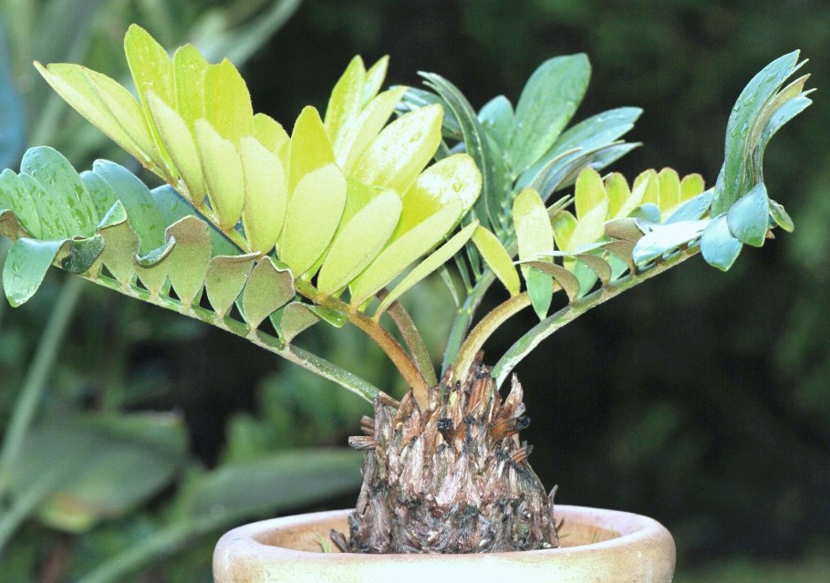 Zamia furfuracea