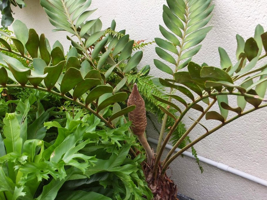 Комнатное растение замиокулькас