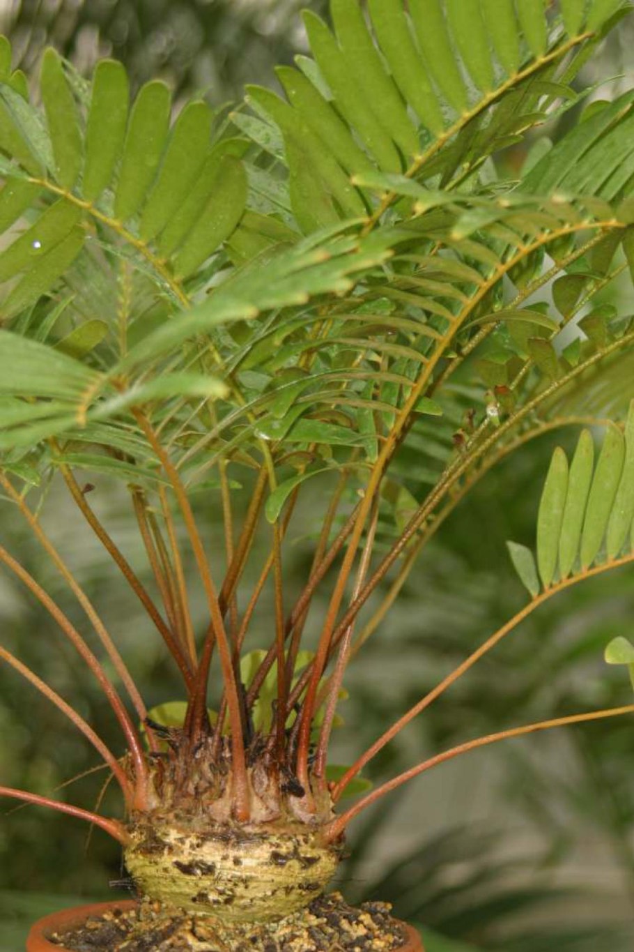 Замия фурфурацея