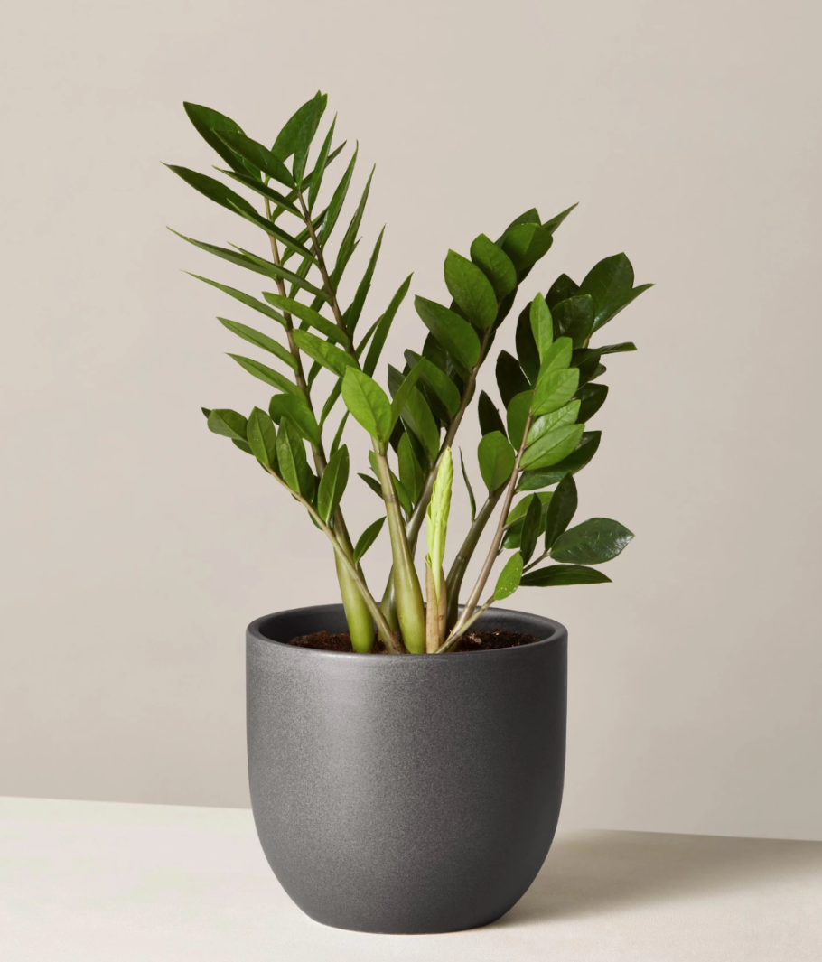 Замия Флоридская