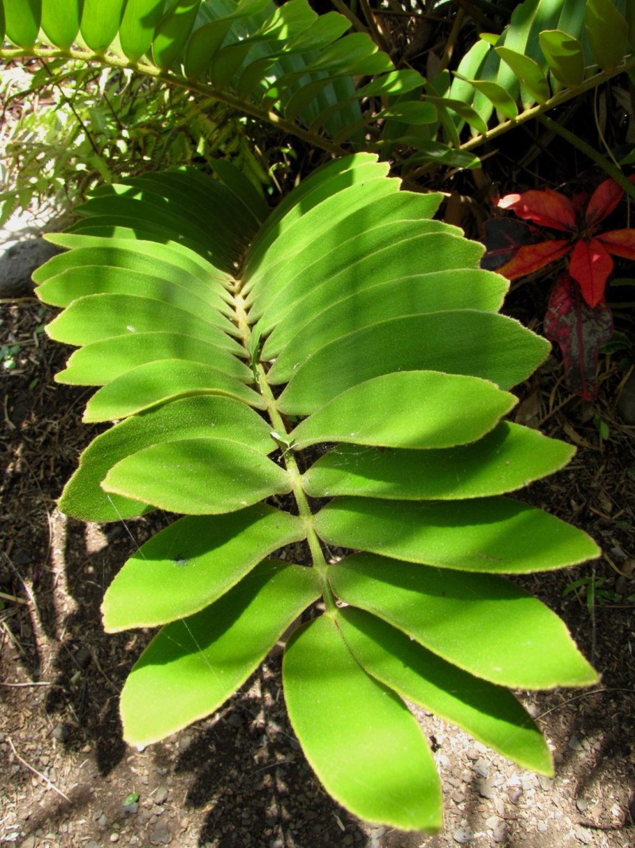 Замиокулькас Замия