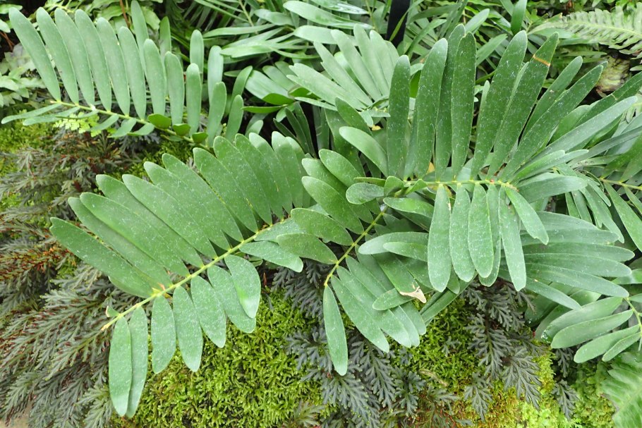 Zamia pygmaea