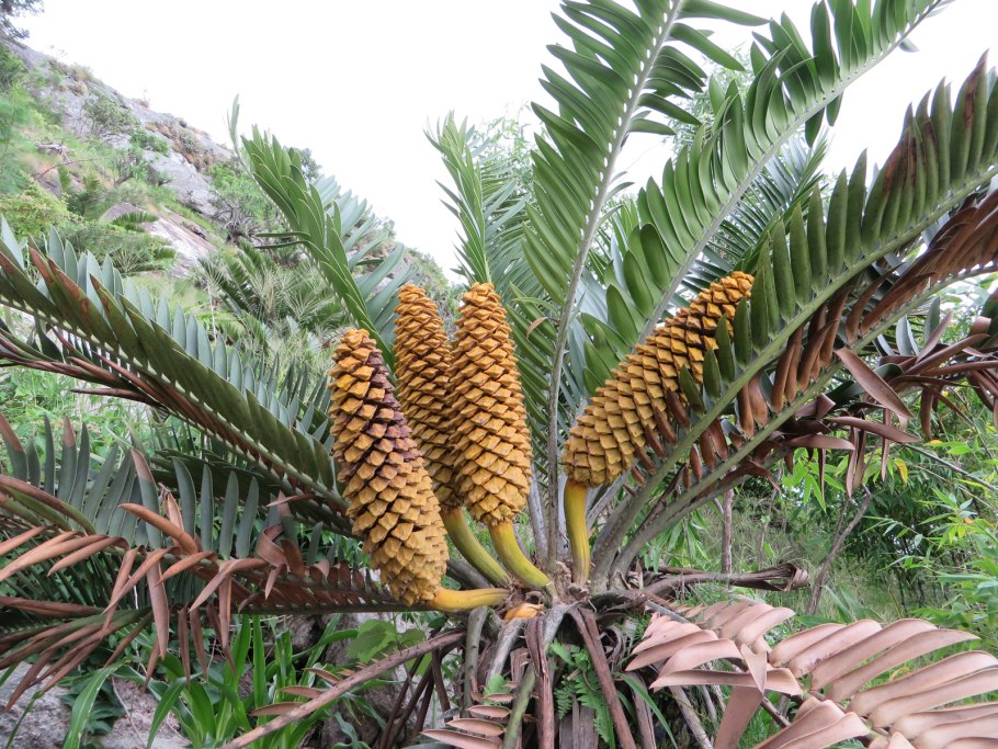 Замия фурфурацея