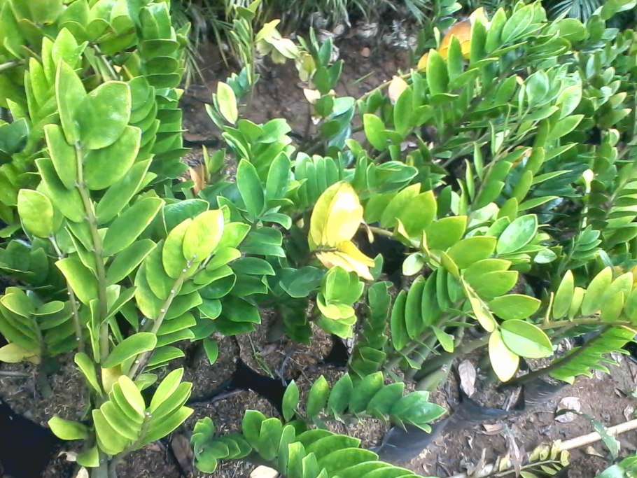 Zamia integrifolia