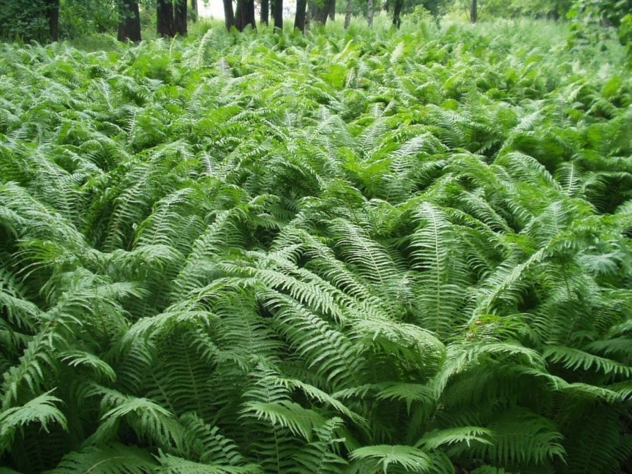 Орляк обыкновенный (Pteridium aquilinum)