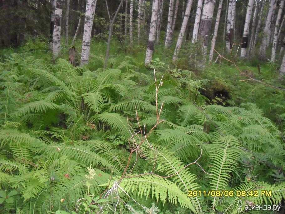 Папоротник Арахниодес трипината