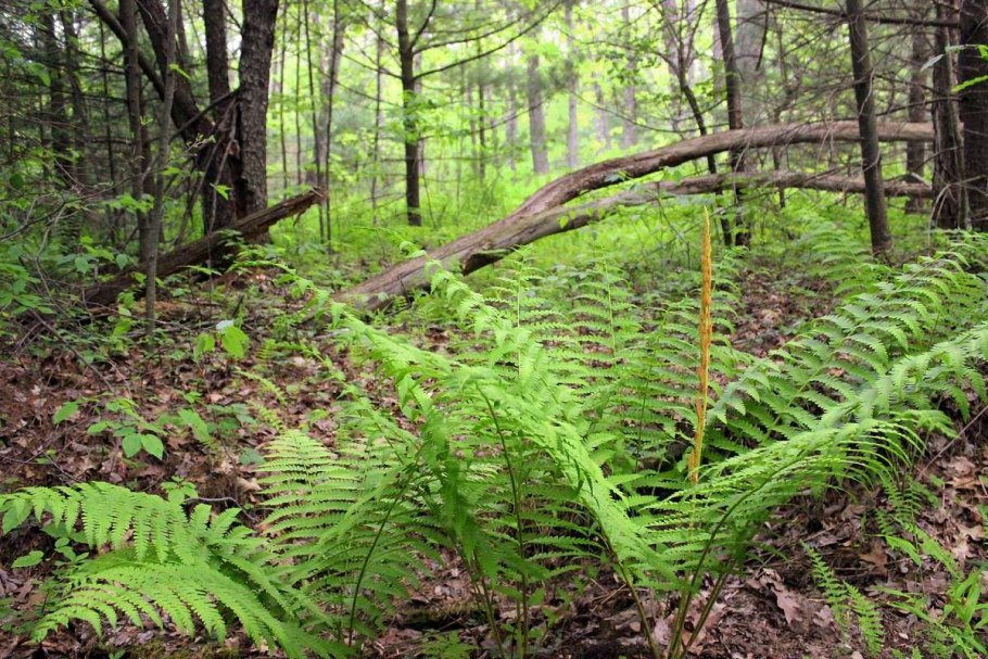 Разрастающийся папоротник