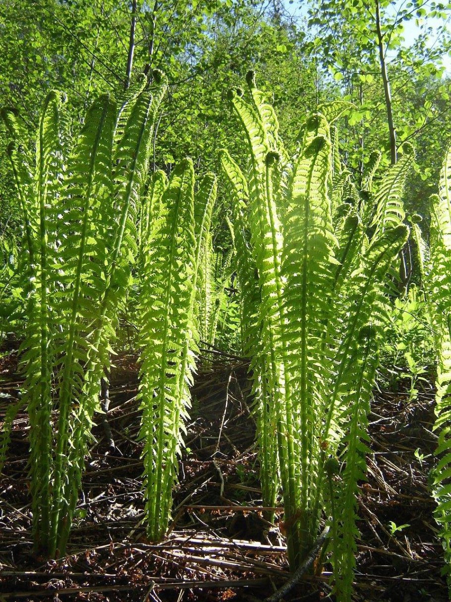 Лиановидный папоротник