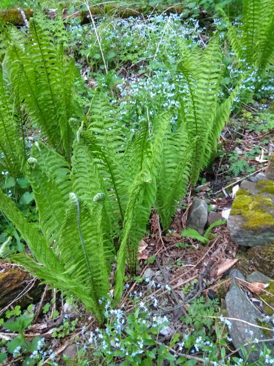 Страусник обыкновенный папоротник