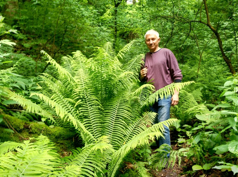 Папоротник Щитовник Лесной