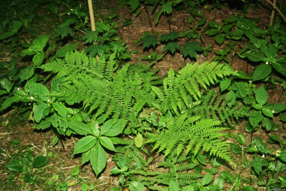 Папоротник орляк обыкновенный