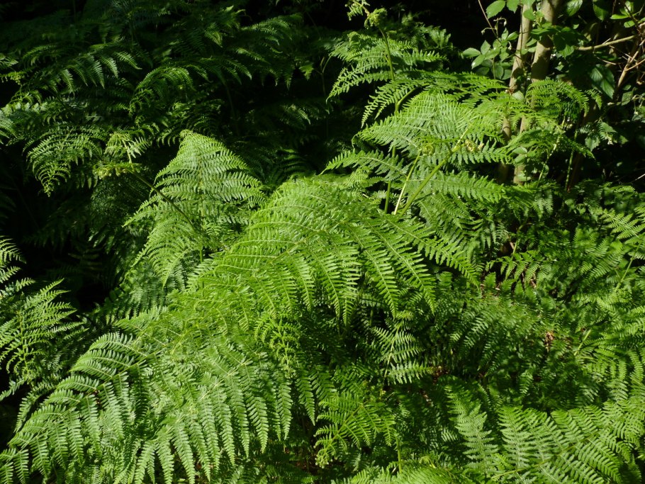 Pteridium aquilinum