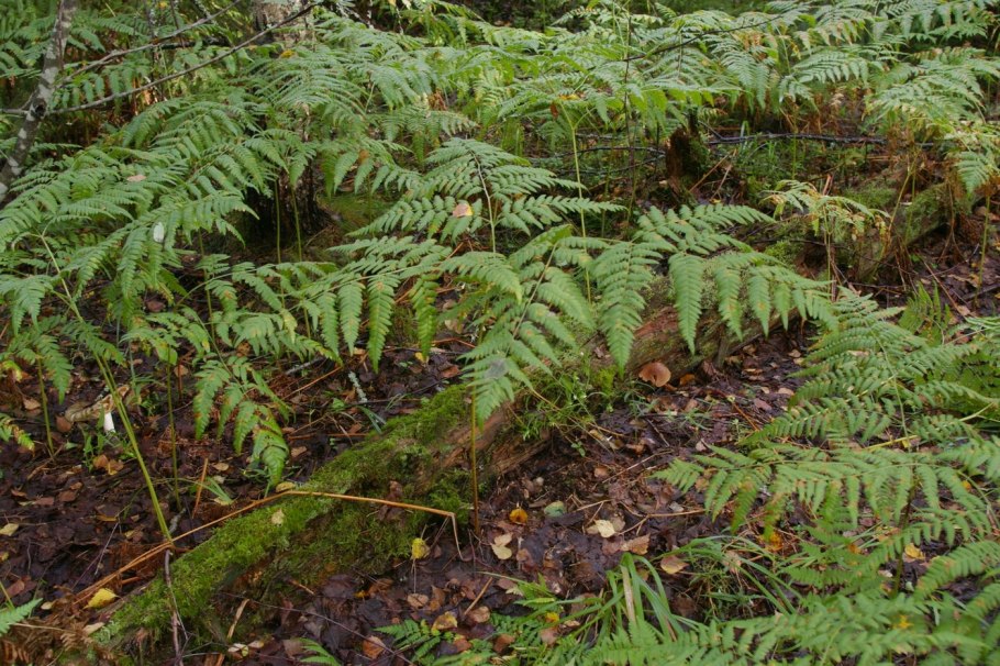 Pteridium aquilinum preserved