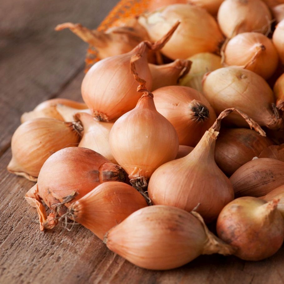 Репчатый лук это корнеплод