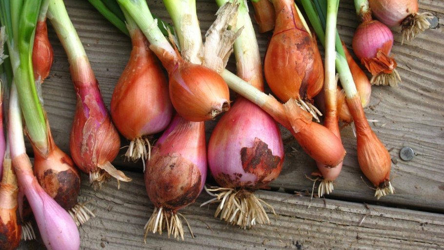 Лук цибуля