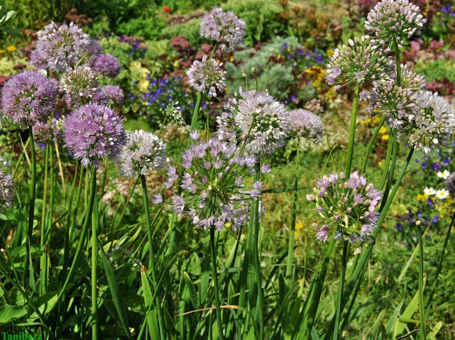 Анзур (лук горный афлатунский)