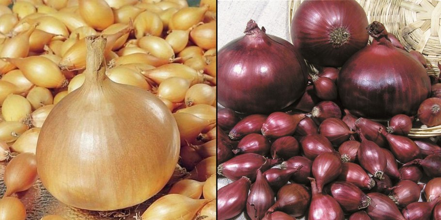 Лук-шалот Чиполучо