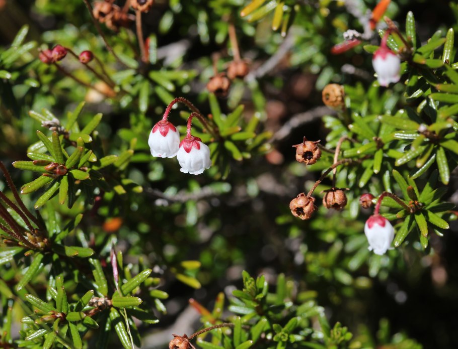 Phyllodoce groenlandica