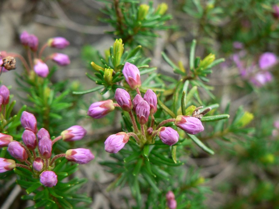 Филлодоце Ерниковая