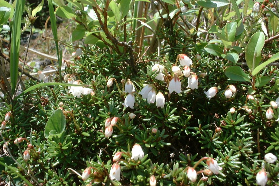 Phyllodoce empetriformis