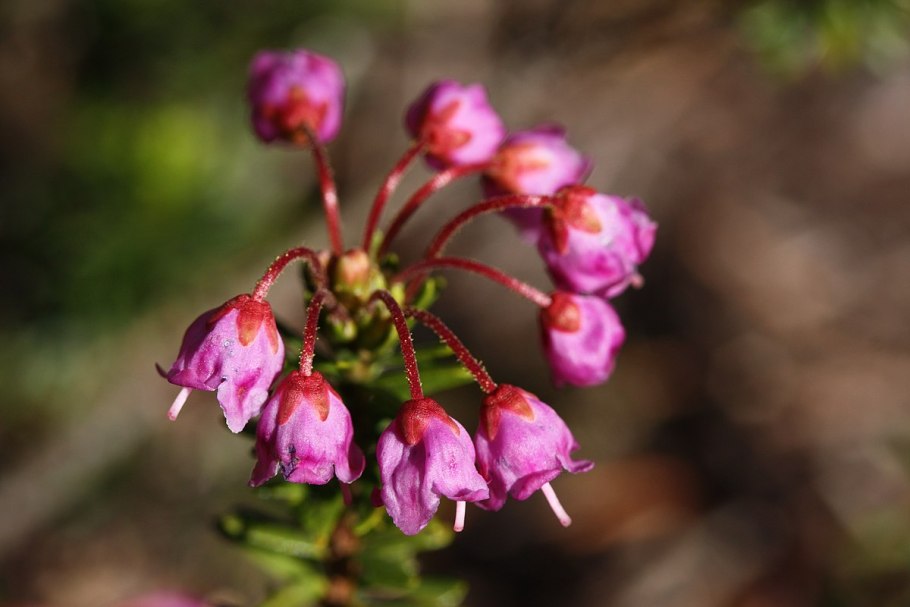 Darwinia Collina (Yellow Mountain Bell)