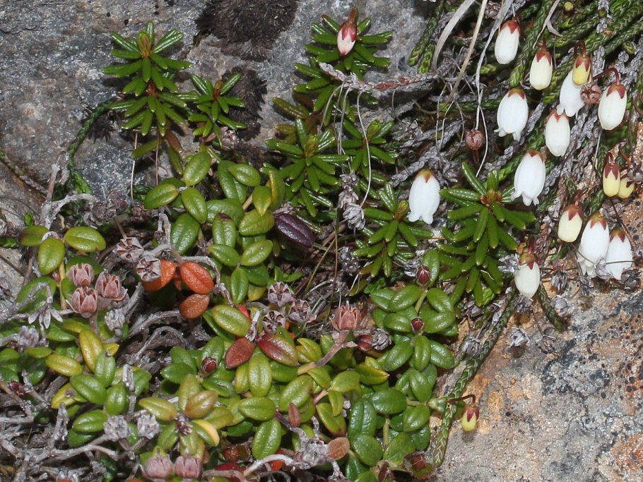 Cassiope lycopodioides