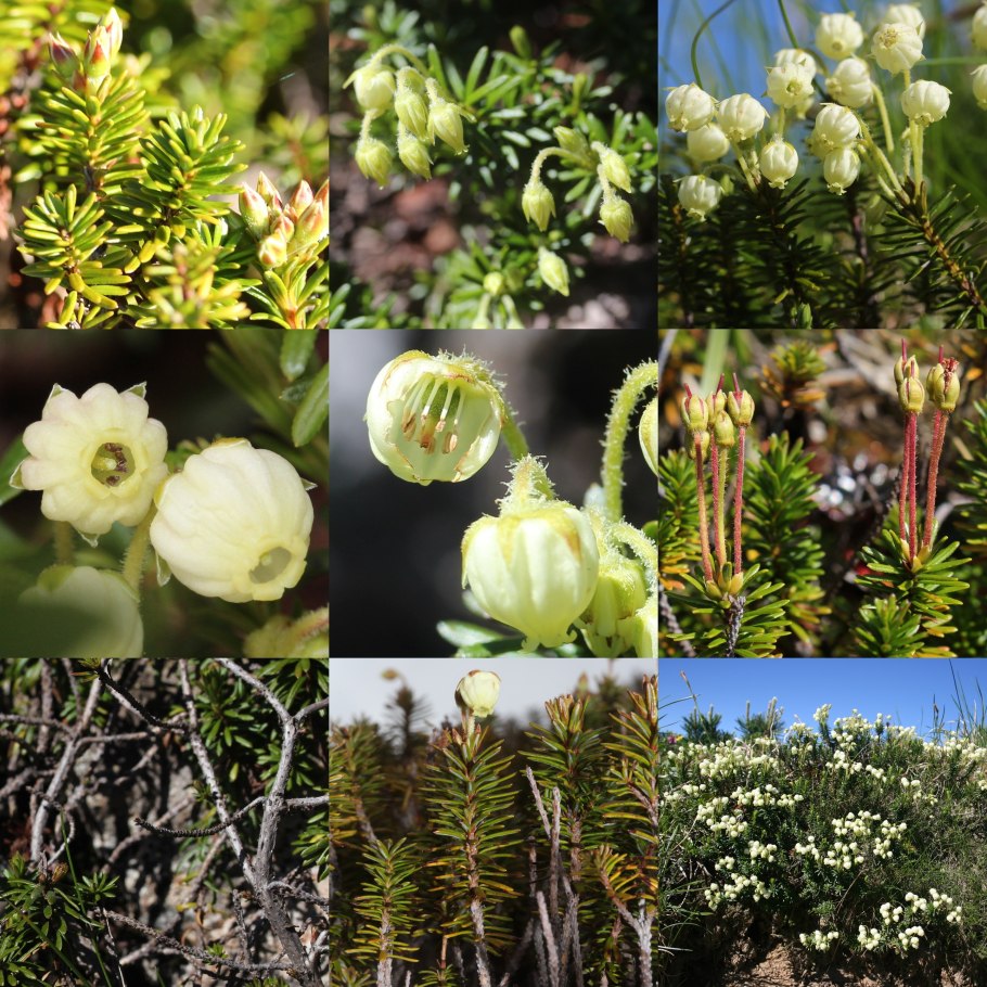 Филлодоце и водяника