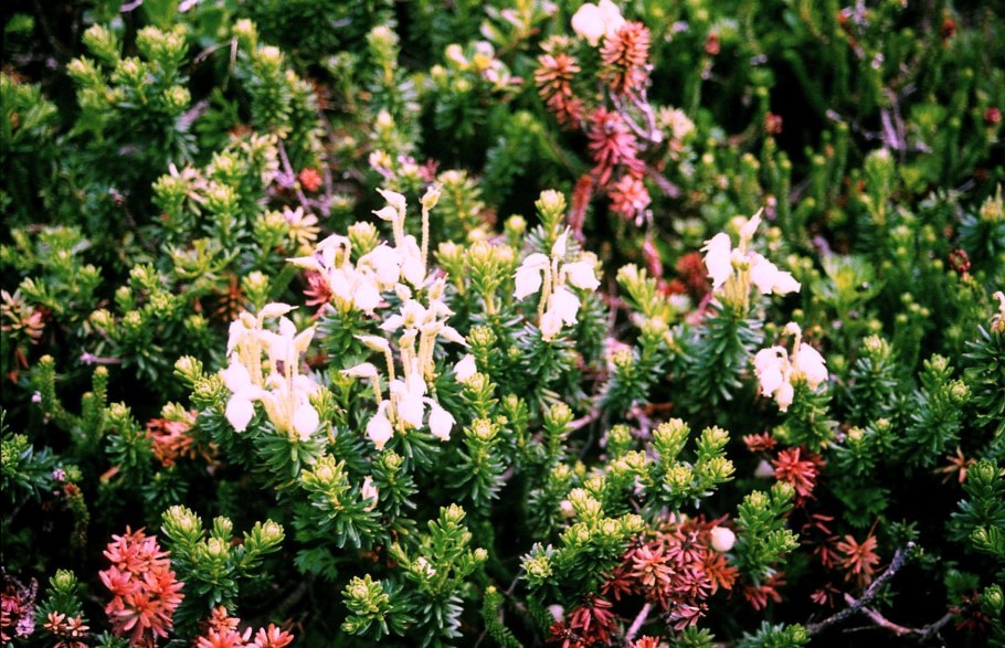 Таймырская роза Сиверсия