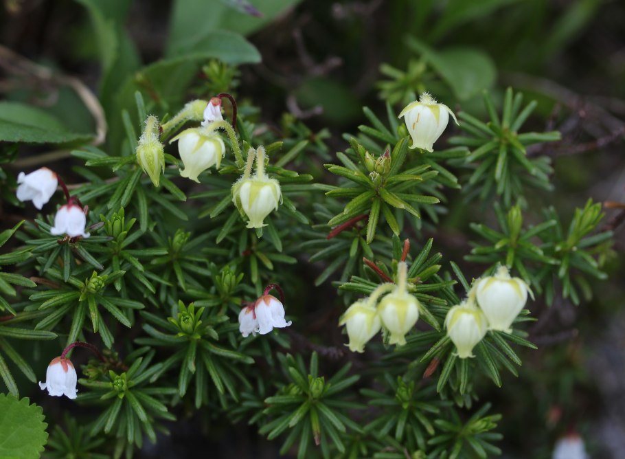 Филлодоце сизая