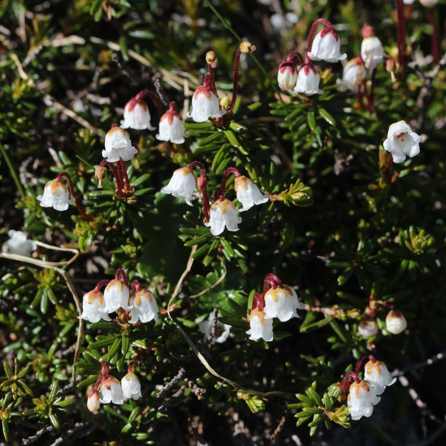 1200-1920 Семена Филлодоце