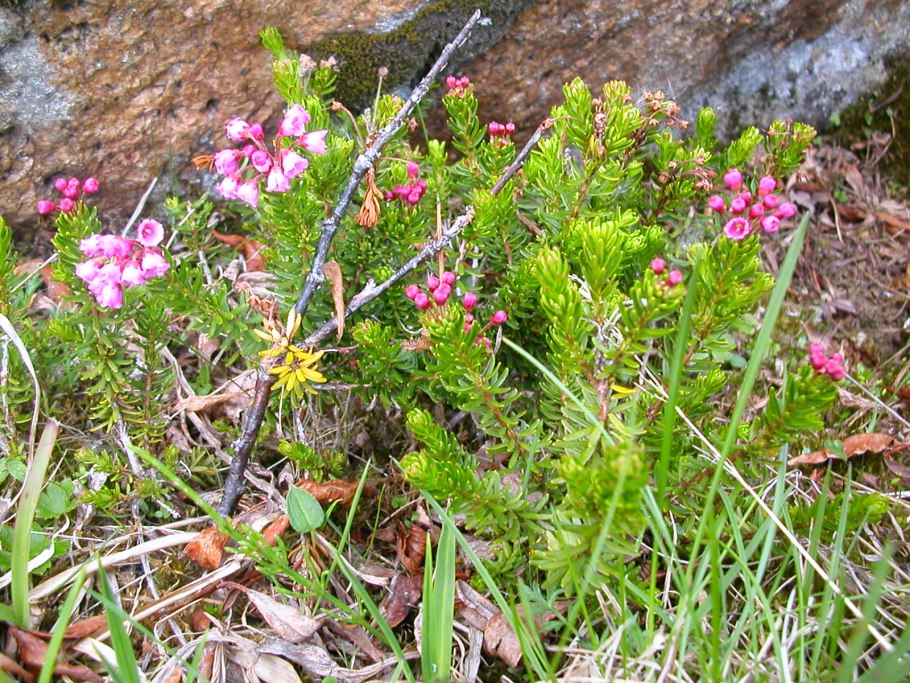 Филлодоце голубая