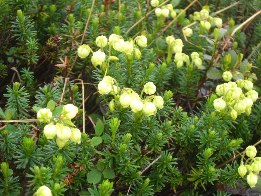 Филлодоце голубая