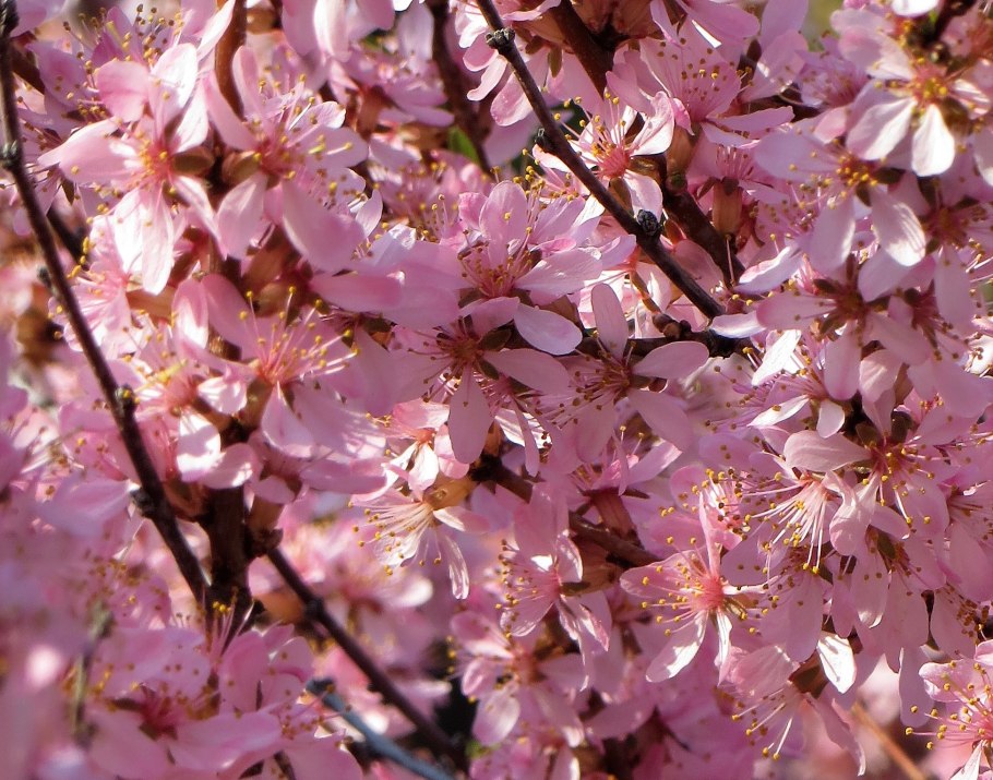 Фиалка Цветущий миндаль