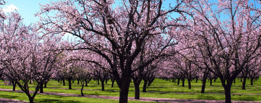 Миндаль бобовник