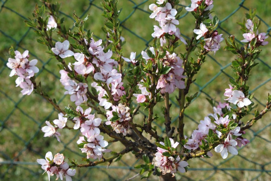 Миндаль обыкновенный (prunus dulcis)