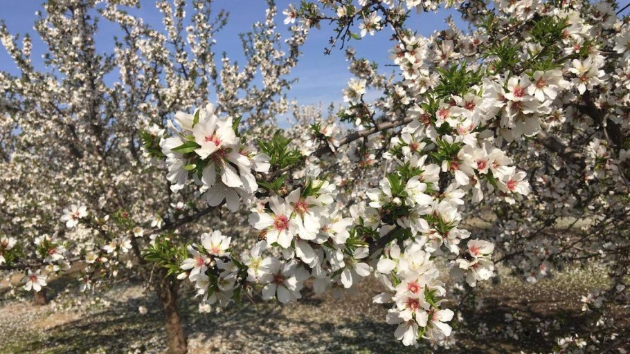 Миндаль цветет