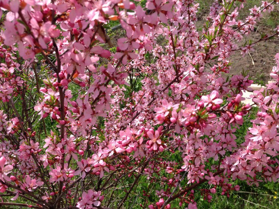 Миндаль ледебура