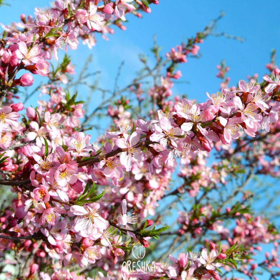 Миндаль Степной бобовник